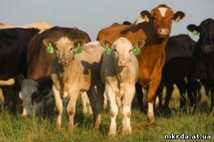 Отримання часткового відшкодування вартості закуплених для подальшого відтворення телиць, нетелей, корів